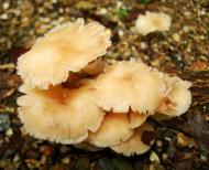 Asisbiz Medicinal fungi Ganoderma lucidum Mindoro Oriental Philippines 12
