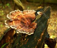 Asisbiz Medicinal fungi Ganoderma lucidum Mindoro Oriental Philippines 13