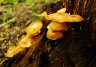 Asisbiz Medicinal fungi Ganoderma lucidum Mindoro Oriental Philippines 14