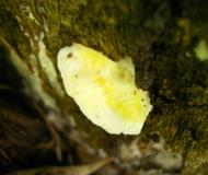 Asisbiz Medicinal fungi Ganoderma lucidum Mindoro Oriental Philippines 17