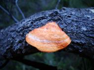 Asisbiz Medicinal fungi Ganoderma lucidum Noosa National Park 01