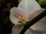 Asisbiz Bugs New Species Philippines Orchid Beattle 09