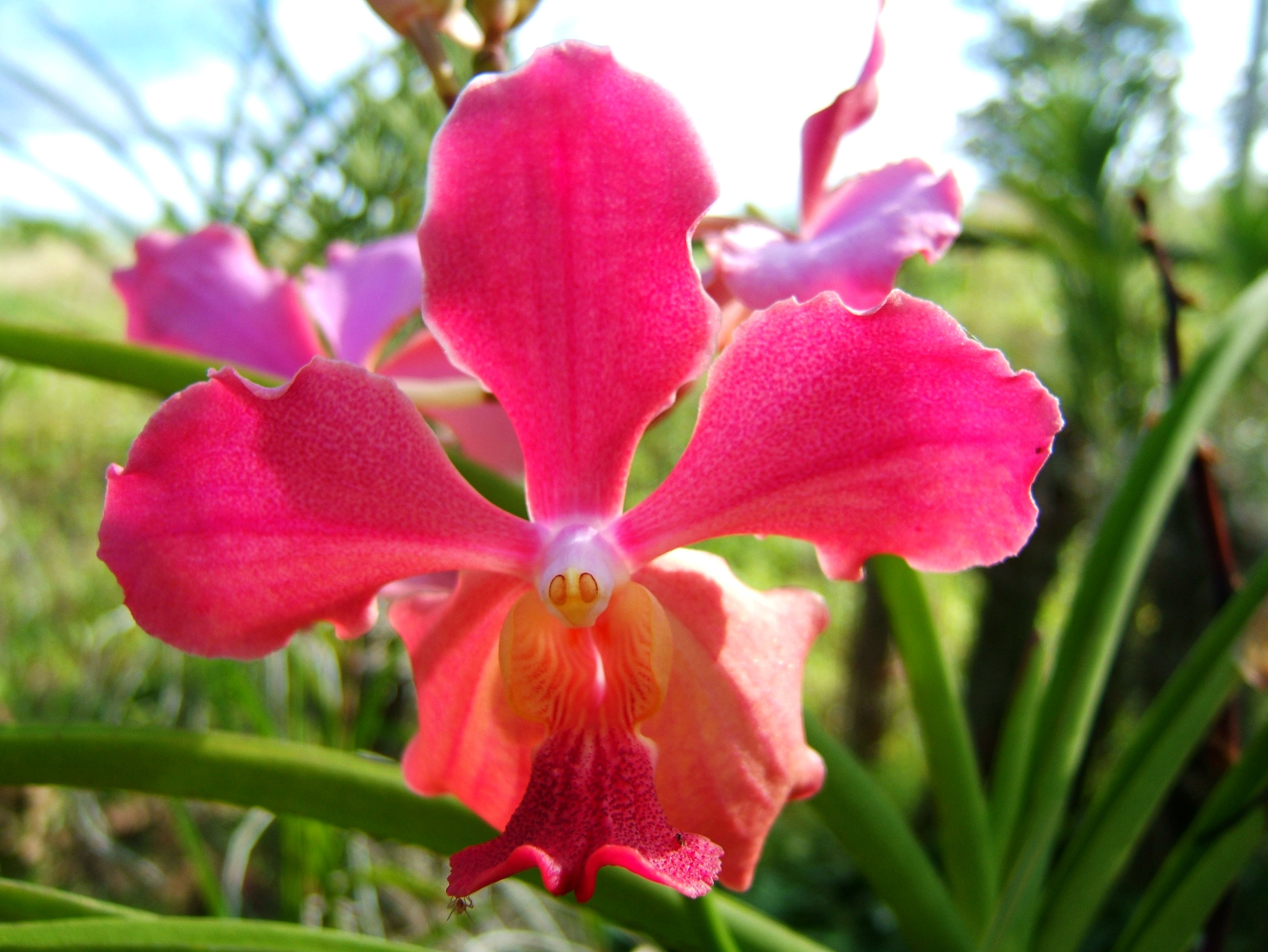 Asisbiz Orchid farm Moal Boal Cebu Philippine 15