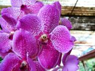 Asisbiz Orchid farm Moal Boal Cebu Philippine 01