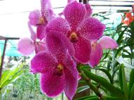 Asisbiz Orchid farm Moal Boal Cebu Philippine 03