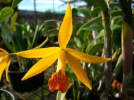Asisbiz Orchid farm Moal Boal Cebu Philippine 10