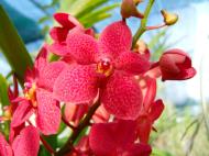 Asisbiz Orchid farm Moal Boal Cebu Philippine 14