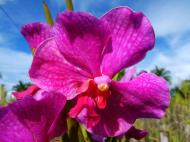 Asisbiz Orchid farm Moal Boal Cebu Philippine 20