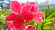 Asisbiz Orchid farm Moal Boal Cebu Philippine 24