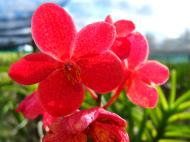 Asisbiz Orchid farm Moal Boal Cebu Philippine 25