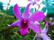 Asisbiz Orchid farm Moal Boal Cebu Philippine 28