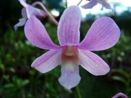 Asisbiz Orchid farm Moal Boal Cebu Philippine 30