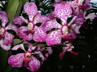 Asisbiz Orchid farm Moal Boal Cebu Philippine 34