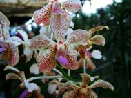 Asisbiz Orchid farm Moal Boal Cebu Philippine 35