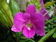 Asisbiz Orchids Soliman Paraiso gardens Tabinay Mindoro Oriental Philippine 002