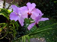 Asisbiz Orchids Soliman Paraiso gardens Tabinay Mindoro Oriental Philippine 005