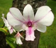 Asisbiz Orchids Soliman Paraiso gardens Tabinay Mindoro Oriental Philippine 011