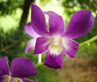 Asisbiz Orchids Soliman Paraiso gardens Tabinay Mindoro Oriental Philippine 024