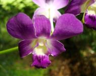 Asisbiz Orchids Soliman Paraiso gardens Tabinay Mindoro Oriental Philippine 025