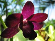 Asisbiz Orchids Soliman Paraiso gardens Tabinay Mindoro Oriental Philippine 027