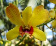 Asisbiz Orchids Soliman Paraiso gardens Tabinay Mindoro Oriental Philippine 032