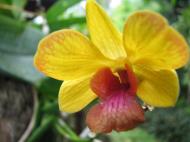 Asisbiz Orchids Soliman Paraiso gardens Tabinay Mindoro Oriental Philippine 034