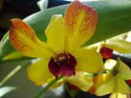 Asisbiz Orchids Soliman Paraiso gardens Tabinay Mindoro Oriental Philippine 038
