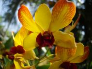 Asisbiz Orchids Soliman Paraiso gardens Tabinay Mindoro Oriental Philippine 039