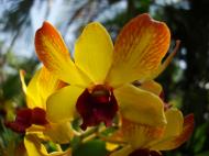 Asisbiz Orchids Soliman Paraiso gardens Tabinay Mindoro Oriental Philippine 040