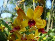 Asisbiz Orchids Soliman Paraiso gardens Tabinay Mindoro Oriental Philippine 041