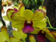 Asisbiz Orchids Soliman Paraiso gardens Tabinay Mindoro Oriental Philippine 043