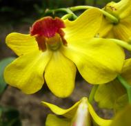Asisbiz Orchids Soliman Paraiso gardens Tabinay Mindoro Oriental Philippine 045