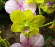 Asisbiz Orchids Soliman Paraiso gardens Tabinay Mindoro Oriental Philippine 046
