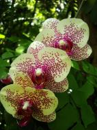 Asisbiz Orchids Soliman Paraiso gardens Tabinay Mindoro Oriental Philippine 049