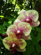Asisbiz Orchids Soliman Paraiso gardens Tabinay Mindoro Oriental Philippine 050