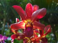 Asisbiz Orchids Soliman Paraiso gardens Tabinay Mindoro Oriental Philippine 061