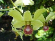 Asisbiz Orchids Soliman Paraiso gardens Tabinay Mindoro Oriental Philippine 063