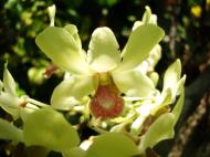 Asisbiz Orchids Soliman Paraiso gardens Tabinay Mindoro Oriental Philippine 064