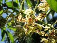 Asisbiz Orchids Soliman Paraiso gardens Tabinay Mindoro Oriental Philippine 074