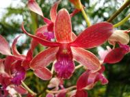 Asisbiz Orchids Soliman Paraiso gardens Tabinay Mindoro Oriental Philippine 082