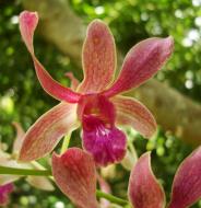 Asisbiz Orchids Soliman Paraiso gardens Tabinay Mindoro Oriental Philippine 086
