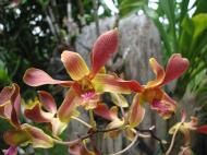 Asisbiz Orchids Soliman Paraiso gardens Tabinay Mindoro Oriental Philippine 089