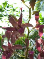 Asisbiz Orchids Soliman Paraiso gardens Tabinay Mindoro Oriental Philippine 091
