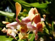 Asisbiz Orchids Soliman Paraiso gardens Tabinay Mindoro Oriental Philippine 093