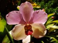 Asisbiz Orchids Soliman Paraiso gardens Tabinay Mindoro Oriental Philippine 095