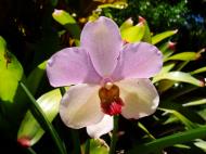 Asisbiz Orchids Soliman Paraiso gardens Tabinay Mindoro Oriental Philippine 097