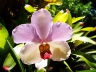 Asisbiz Orchids Soliman Paraiso gardens Tabinay Mindoro Oriental Philippine 098