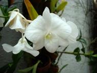 Asisbiz Orchids Soliman Paraiso gardens Tabinay Mindoro Oriental Philippine 104