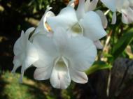 Asisbiz Orchids Soliman Paraiso gardens Tabinay Mindoro Oriental Philippine 105