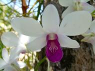 Asisbiz Orchids Soliman Paraiso gardens Tabinay Mindoro Oriental Philippine 123
